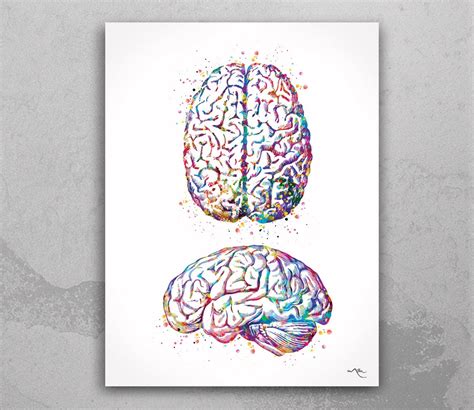 Brain Anatomy Human Brain Watercolor Print Medical Science Art | Etsy