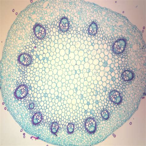 Coleus Stem, c.s., 12 µm Microscope Slide | Carolina Biological Supply