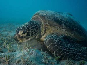 What Does Green Turtle Eat? Everything You Need To Know – Ocean Action Hub