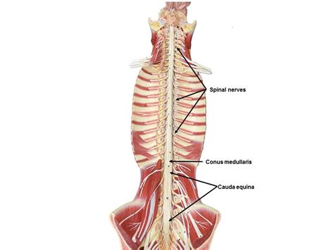 Spinal Cord Model Labeled