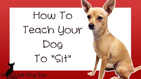 How To Teach Your Dog To Sit 🐾 Little Dog Tips