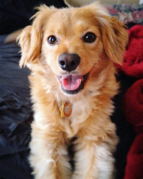 Happy golden retriever cocker spaniel mix | Golden retriever cocker ...