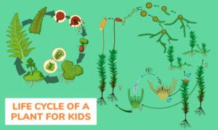 19 Fun Life Cycle Experiments For Kids [Plant and Animal Life Cycles] - Kid Activities