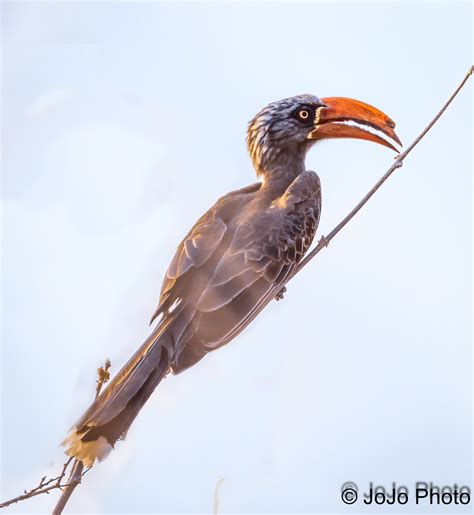 Hornbill (Crowned) - Lower Zambezi Valley, Zambia - 37 | Flickr