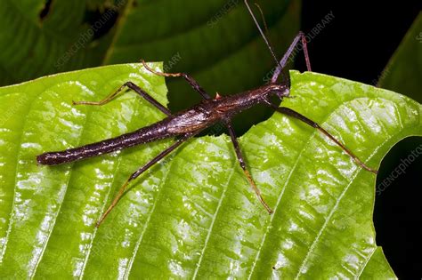 Stick insect feeding on a leaf - Stock Image - C014/8681 - Science ...