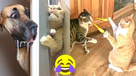 FUNNIEST CAT AND DOG VIDEOS 2023 - YouTube