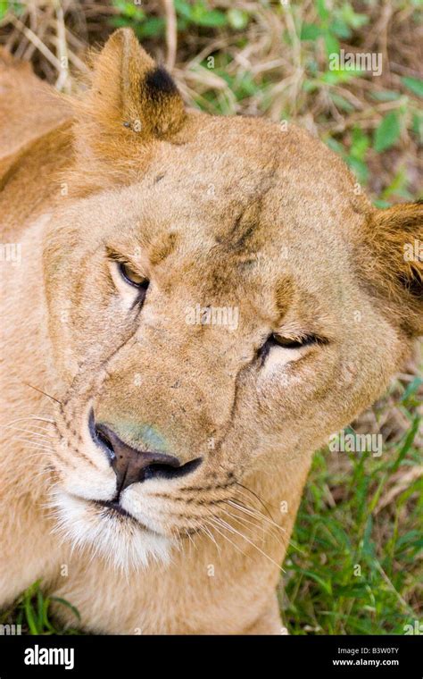 A lion in an Indian safari park reserve Stock Photo - Alamy