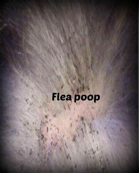 Flea Poop On Dogs