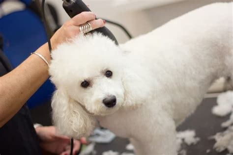 How to Groom a Poodle | Great Pet Care