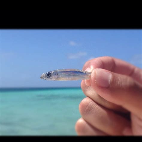 a person holding a small fish in their hand