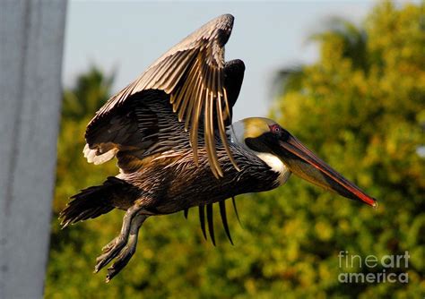 Pelican Flight Photograph by Quinn Sedam | Fine Art America