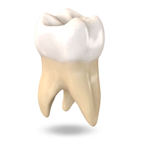 Dental 3d PNG, Tooth Dental Single Teeth 3d Model, Tooth, Teeth, Dental Design PNG Image For ...