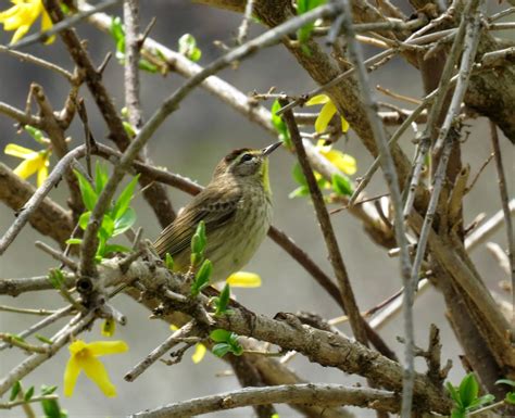 LGB's Nature Photos: Palm Warbler - Migration Continues