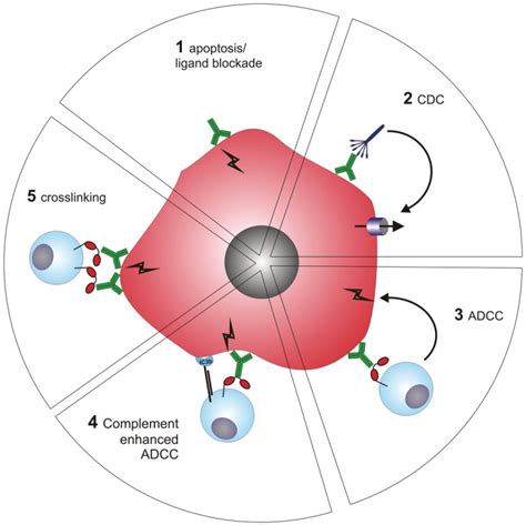 Mechanisms of action of CD20 antibodies. - Abstract - Europe PMC