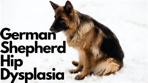 How Do German Shepherds Get Hip Dysplasia