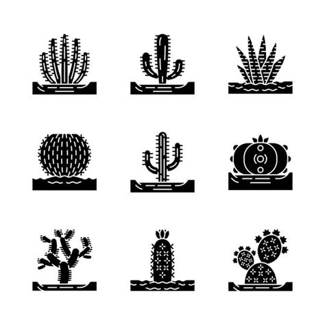 Cholla Cactus Illustrations, Royalty-Free Vector Graphics & Clip Art ...