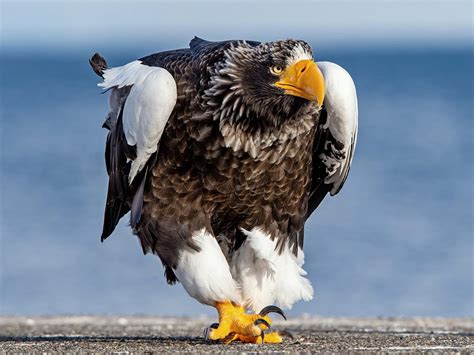 Steller’s Sea-Eagle Bird Facts (Haliaeetus pelagicus) | Birdfact