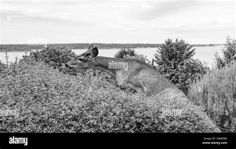 image of whitetail animal outdoor. whitetail animal in the street. whitetail animal deer ...