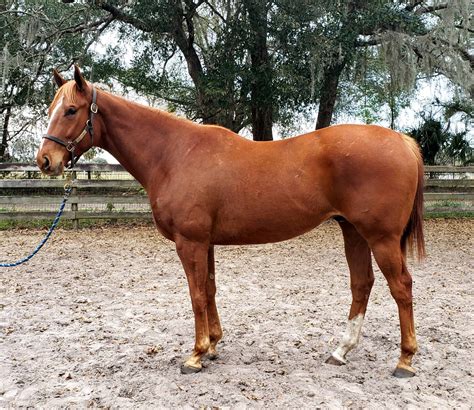 4yr old unraced 16.2hh chestnut TB gelding – ISOHorse – Equine Classifieds For All Your Equine Needs