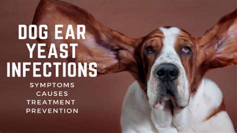 Dog Ear Yeast Infections: Symptoms, Causes, Treatment & Prevention