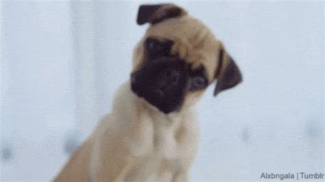 pug puppy gifs | WiffleGif