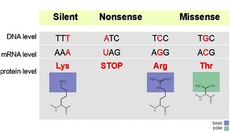 Mutation: Types, Mutagenic Agents, and Detecting Mutants