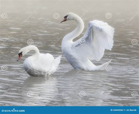 Two swans stock photo. Image of single, bird, lake, park - 34444562