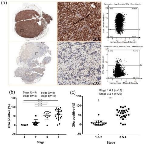 (a) Histological staining was scanned using the TissueFAXS PLUS system... | Download Scientific ...