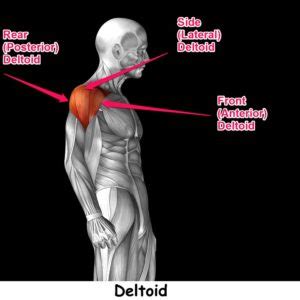 Rear Deltoid Workout: The 2 Best Rear Delt Exercises For Shoulder Health & Better Posture