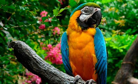 HD wallpaper: Parrots, yellow-and-blue macaw, Animals, Birds ...