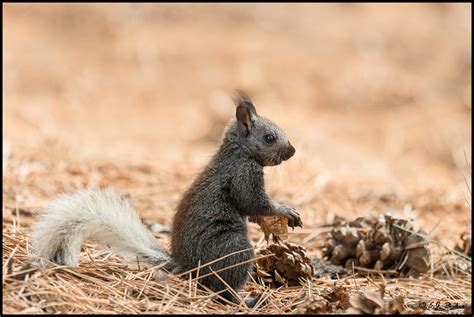 Kaibab Squirrel Page