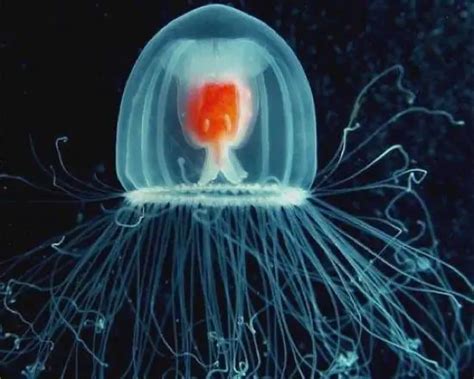 Jellyfish Facts For Kids | Jellyfish Habitat & Diet