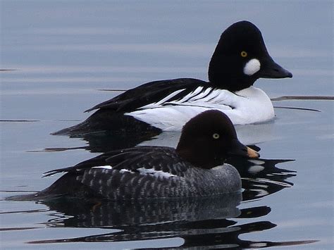 Toronto Wildlife - More Common Goldeneye Ducks