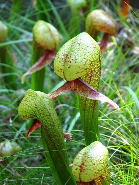 Darlingtonia californica (California Pitcher Plant, Chrysamphora, Cobra Lily, Cobra Orchid ...