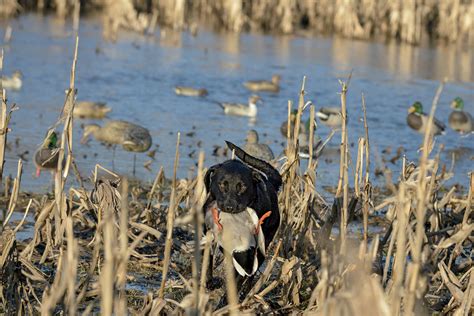 Mallard Hunting Tips from the Pros - Wildfowl