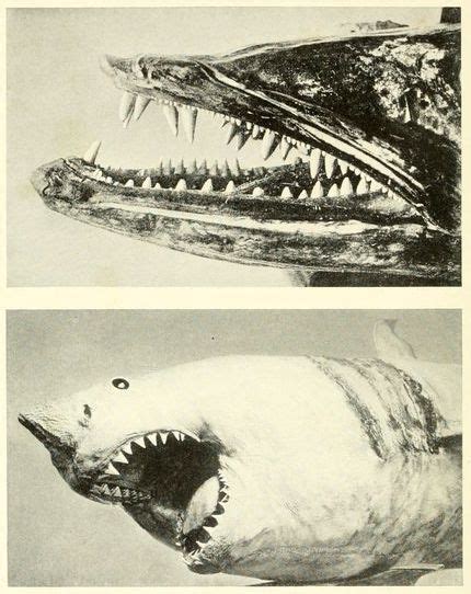 nemfrog - Barracuda (above) and “head of man-eating shark”...