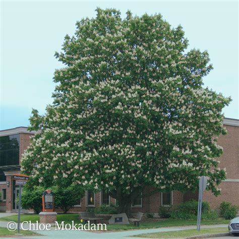 Aesculus hippocastanum | Maud Gordon Holmes Arboretum | SUNY Buffalo ...