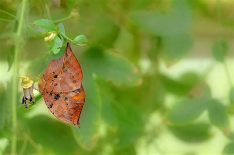 The Dead Leaf Butterfly - Camouflage King of the Asian Tropics | The Ark In Space