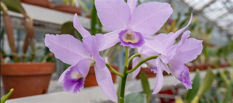 U.S. Botanic Garden Orchids Gain 600 New Siblings | AOC