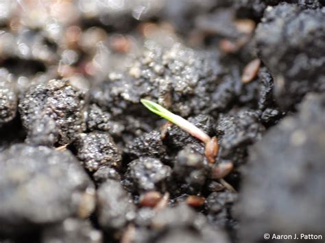 Smooth Crabgrass | Purdue University Turfgrass Science at Purdue University