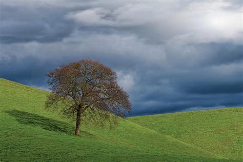 Lone Storm Tree by Provided By Jp2pix.com