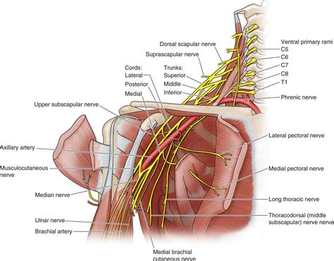 Supraclavicular and Infraclavicular Nerve Blocks | Anesthesia Key