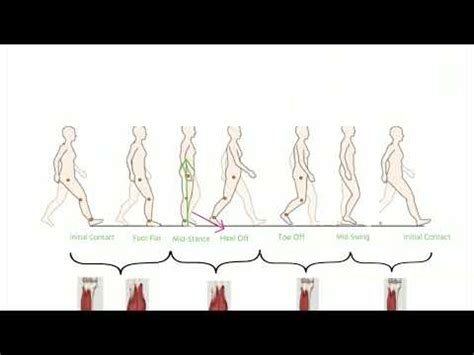 Muscles Used During the Gait Cycle - YouTube