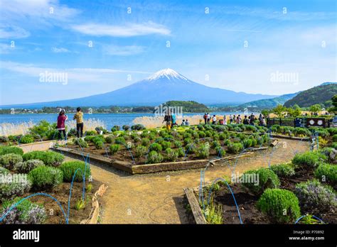 Tourists enjoying mount Fuji view from Oishi park at the Lake Kawaguchiko northern coast ...