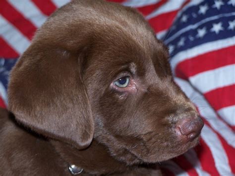 File:Chocolate Lab Puppy.JPG - Wikimedia Commons