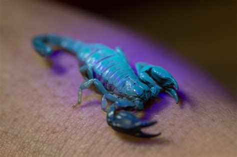 Glowing animals: understanding bioluminescence and biofluorescence - Museums Victoria