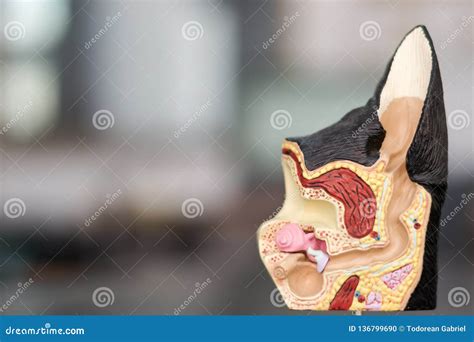 The Anatomical Structure of the Ear in the Dog Stock Photo - Image of veterinary, clinic: 136799690