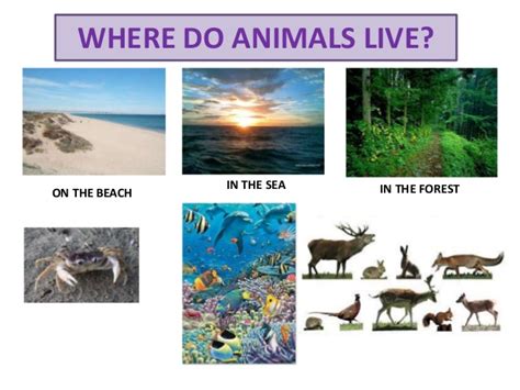 IT SOUNDS GOOD!: WHERE DO ANIMALS LIVE?