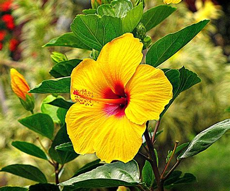 Awesome Hawaiian Flowers Wallpapers - Top Free Awesome Hawaiian Flowers ...