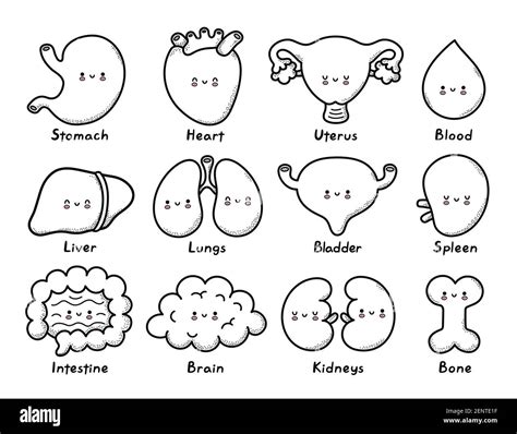 Kidneys book illustration Stock Vector Images - Alamy